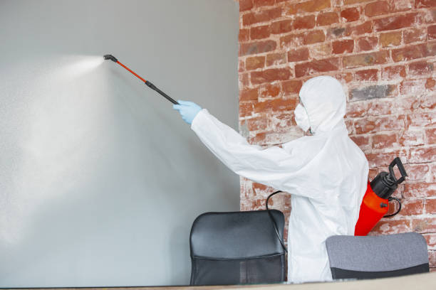 Best Crawl Space Mold Remediation  in Lockport, NY