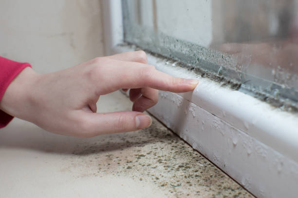 Best Black Mold Removal  in Lockport, NY