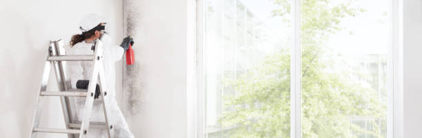 Best Real Estate Mold Inspection  in Lockport, NY